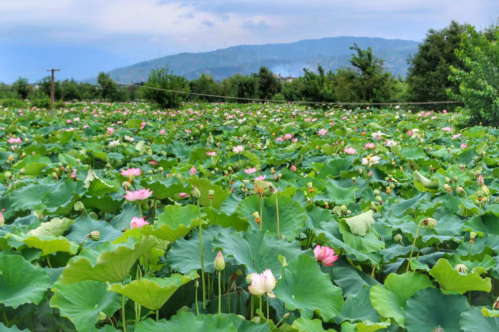 永胜县第三届荷花季启动  邀你共赴一场盛夏之约 (7).jpg