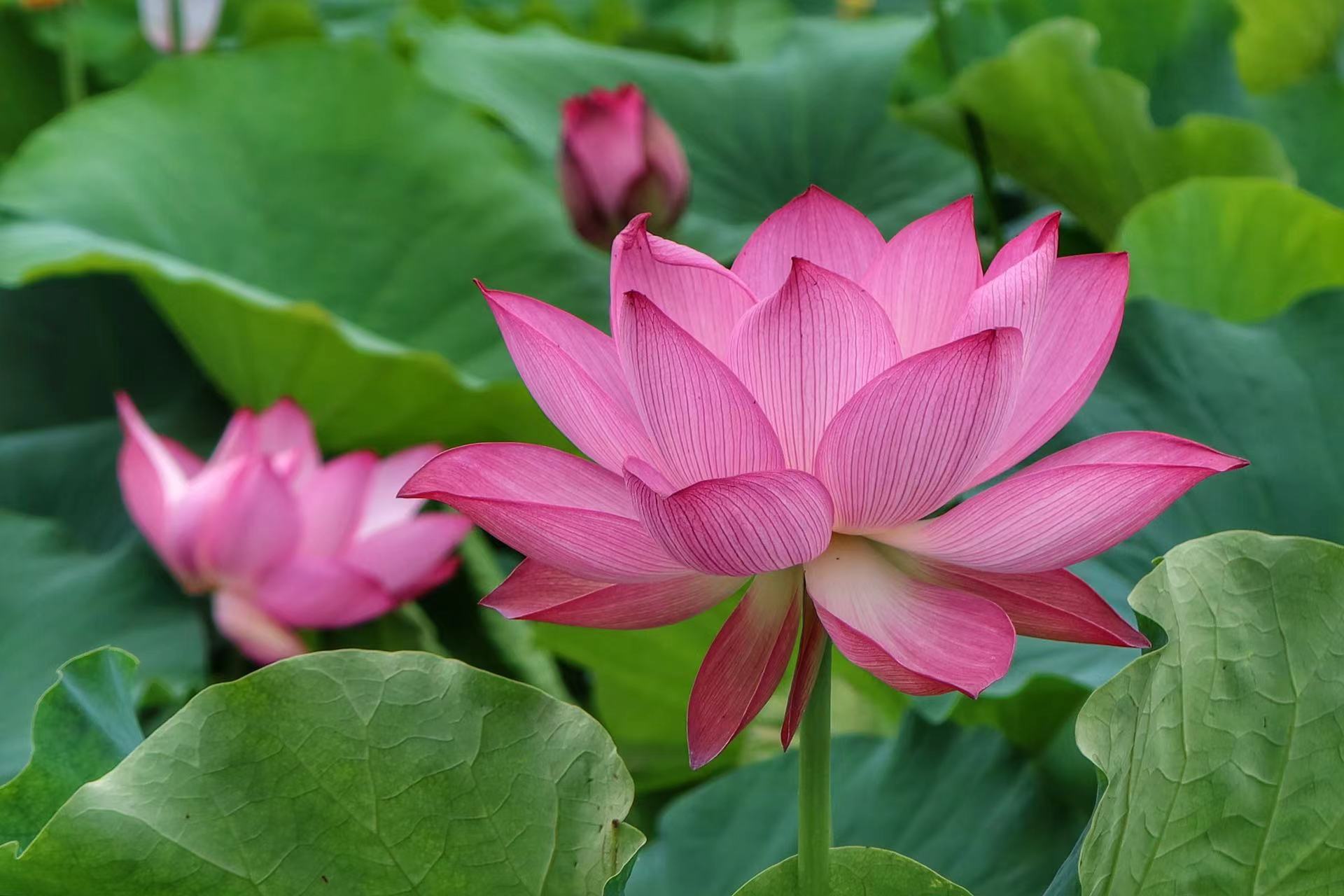 永胜县第三届荷花季启动  邀你共赴一场盛夏之约 (11).jpg