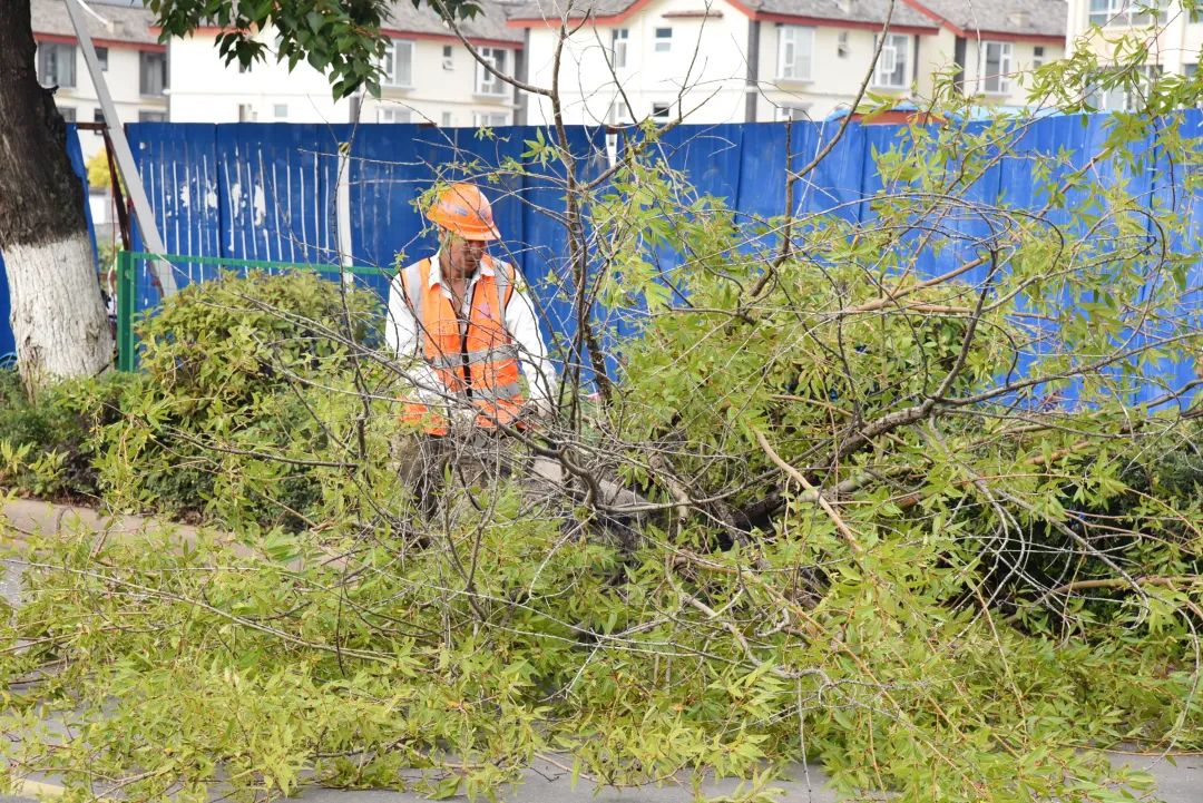 交通管控、清除树木！丽江南口路改扩建行道树迁移施工有序进行03.jpg