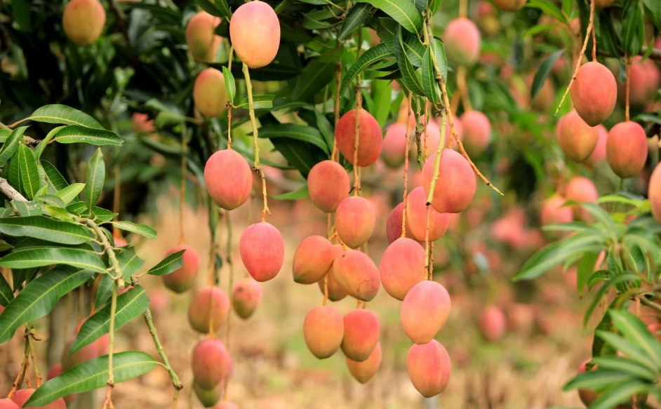 2024年华坪县第十五届芒果季 盛大开幕7.png