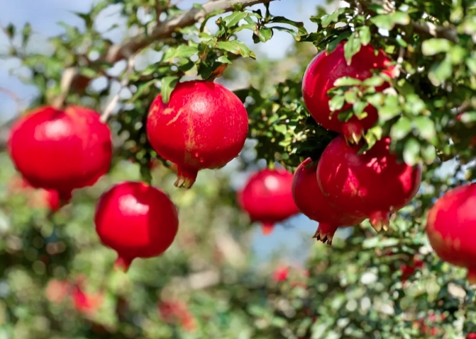 永胜片角镇黑籽酸甜石榴热销国内外，中秋前售罄，产值预计超四千万 (1).png