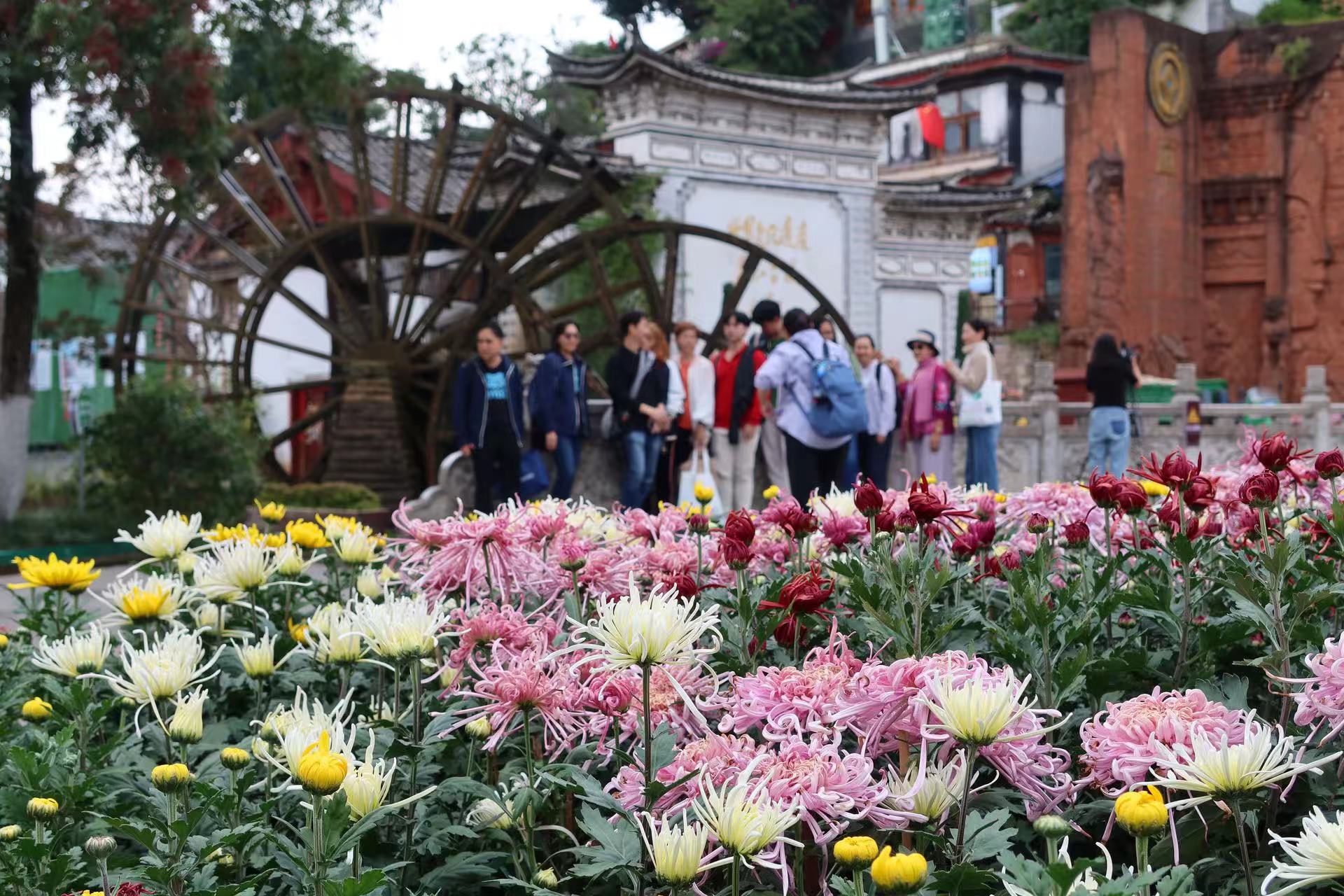 国庆将至！丽江古城千面红旗飘扬，万盆菊花绽放 (2).jpg