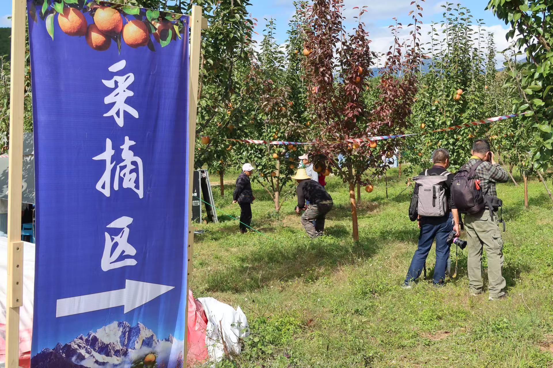 丽江康润木梨开园啦！速来尝鲜 等你来摘！ (5).jpg