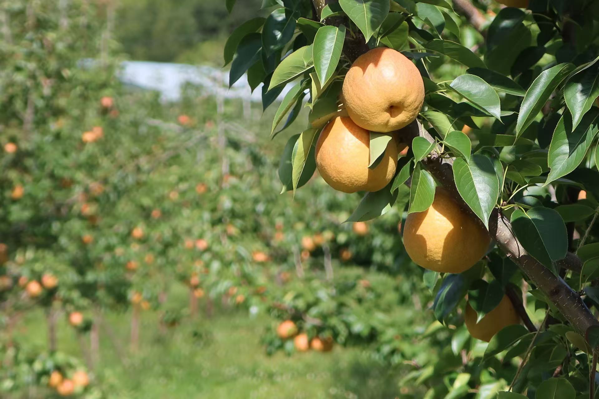 丽江康润木梨开园啦！速来尝鲜 等你来摘！ (2).jpg
