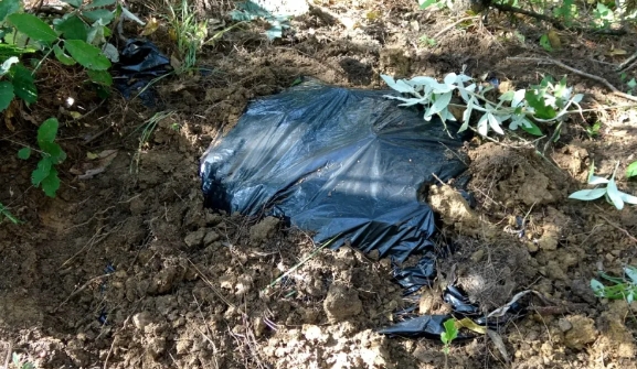 试种450亩  华坪人要实现鸡枞自由了？ (1).png