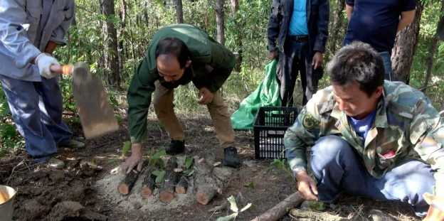 试种450亩  华坪人要实现鸡枞自由了？ (2).png
