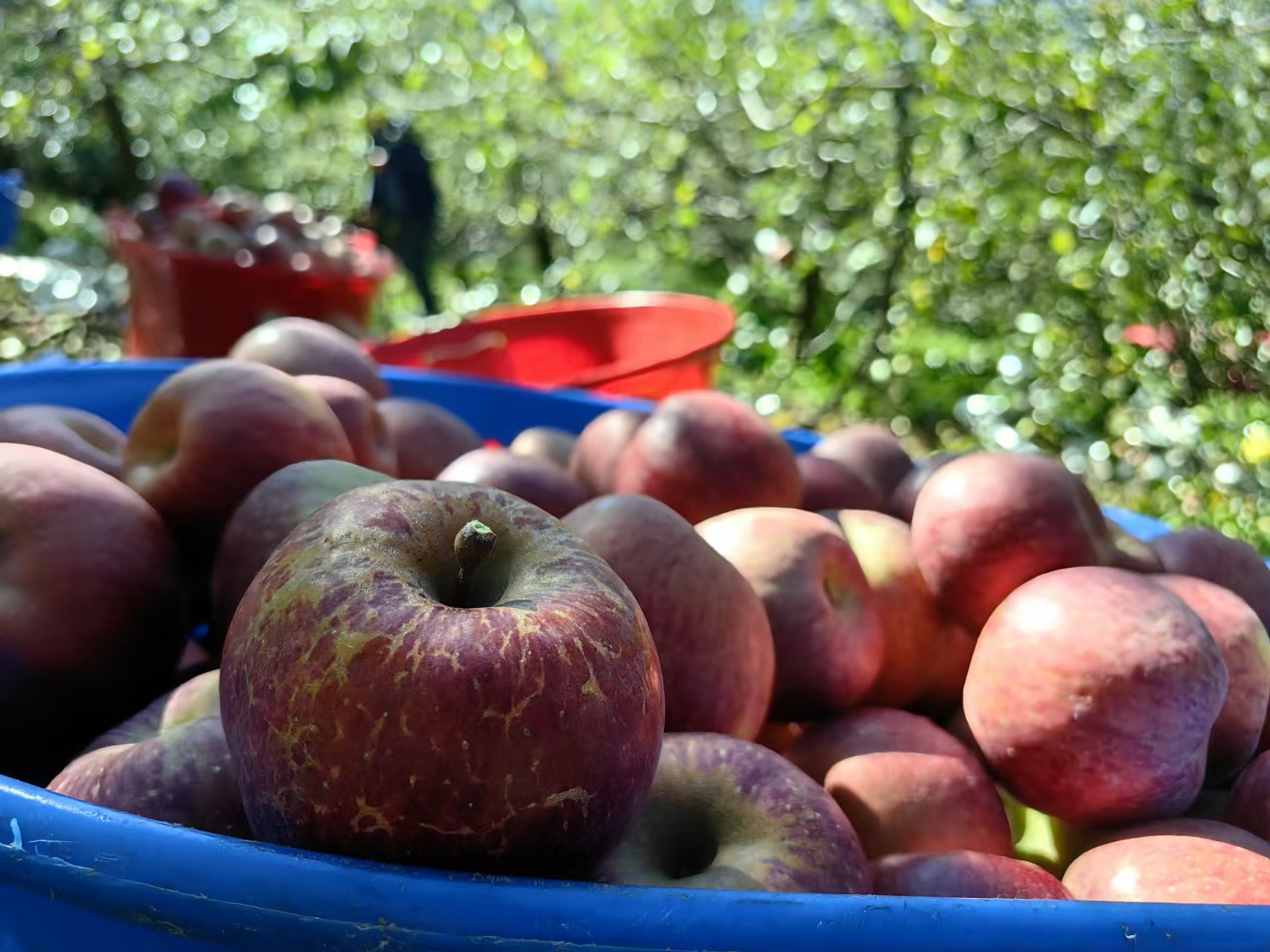 党建引领苹果香，宁蒗新营盘乡铺就甜蜜致富路 (1).jpg
