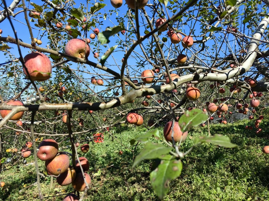 党建引领苹果香，宁蒗新营盘乡铺就甜蜜致富路 (3).png