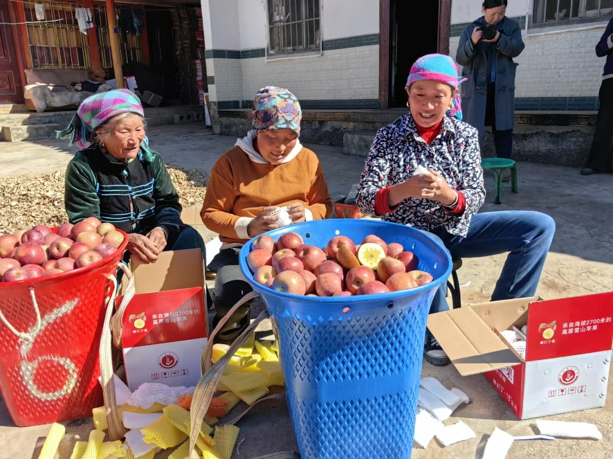 党建引领苹果香，宁蒗新营盘乡铺就甜蜜致富路 (4).png