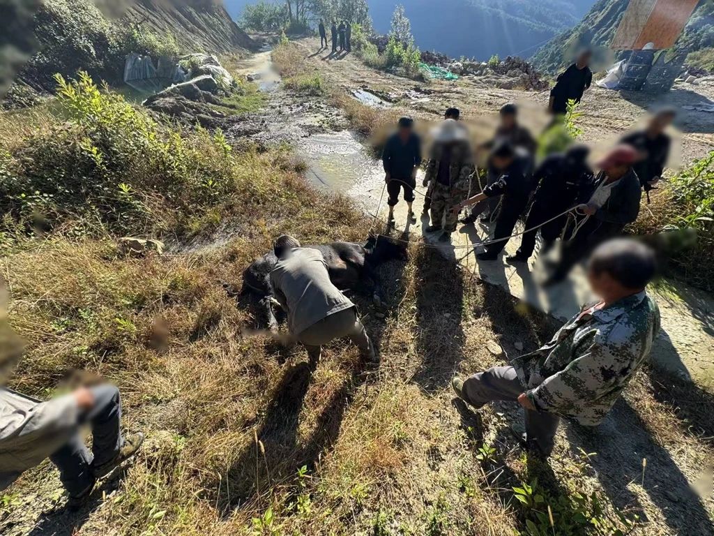 疯牛失控伤人，丽江警方迅速击毙除隐患2.jpg