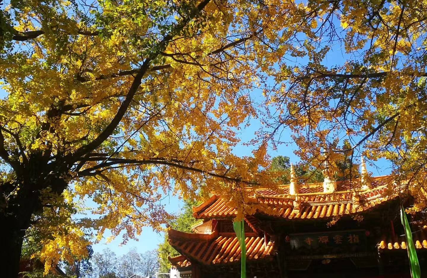 丽江街头银杏黄，冬日里的一抹亮色 美翻了！ (1).jpg