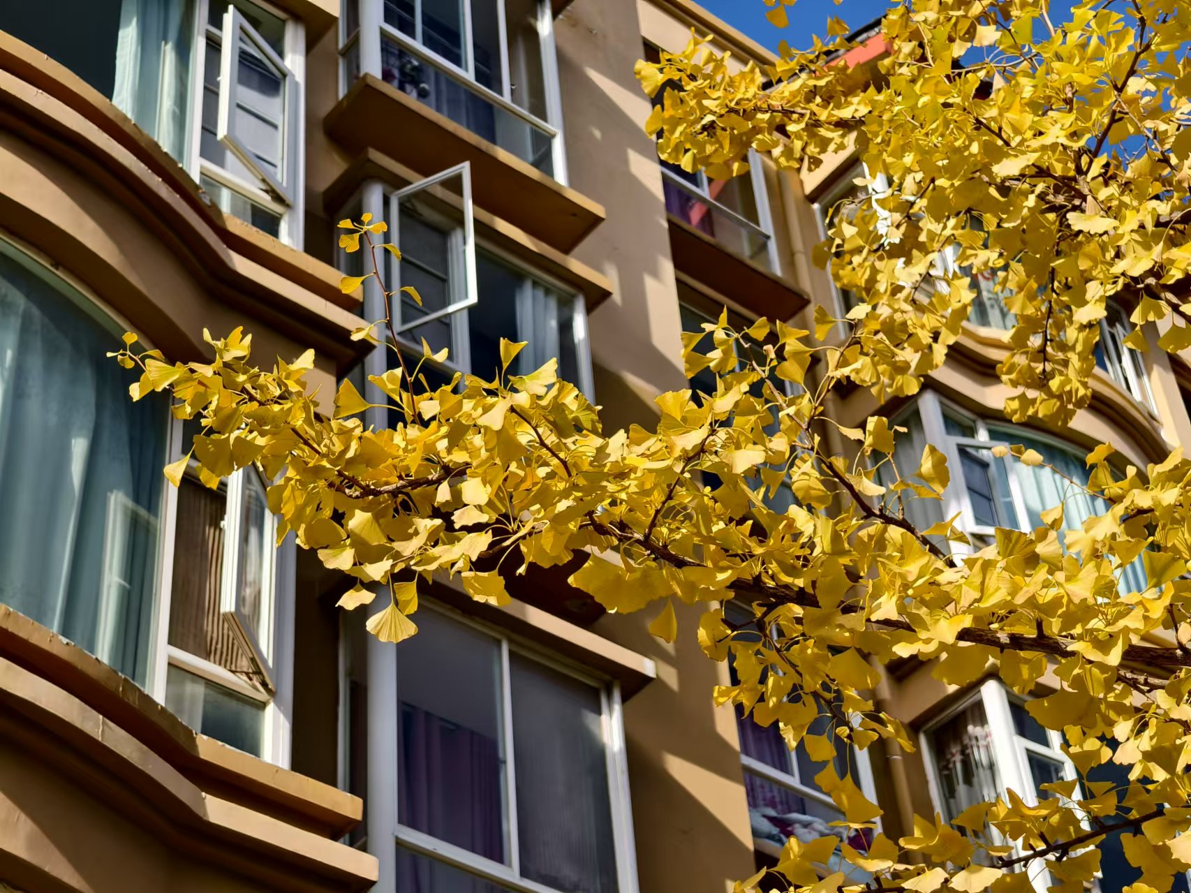 丽江街头银杏黄，冬日里的一抹亮色 美翻了！ (4).jpg