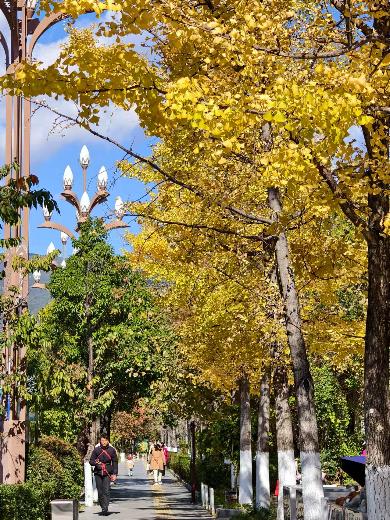 丽江街头银杏黄，冬日里的一抹亮色 美翻了！ (6).jpg
