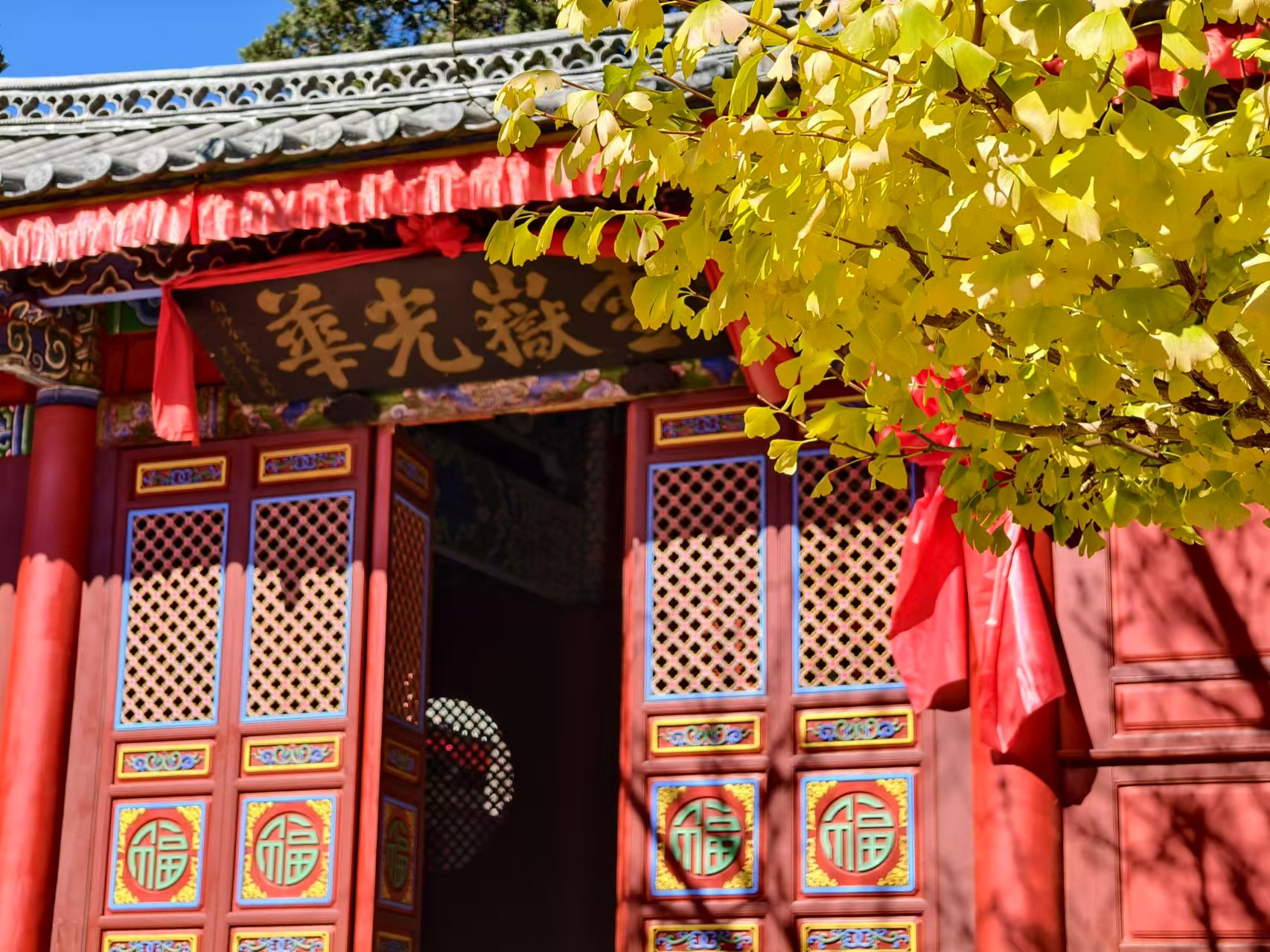 丽江街头银杏黄，冬日里的一抹亮色 美翻了！ (7).jpg