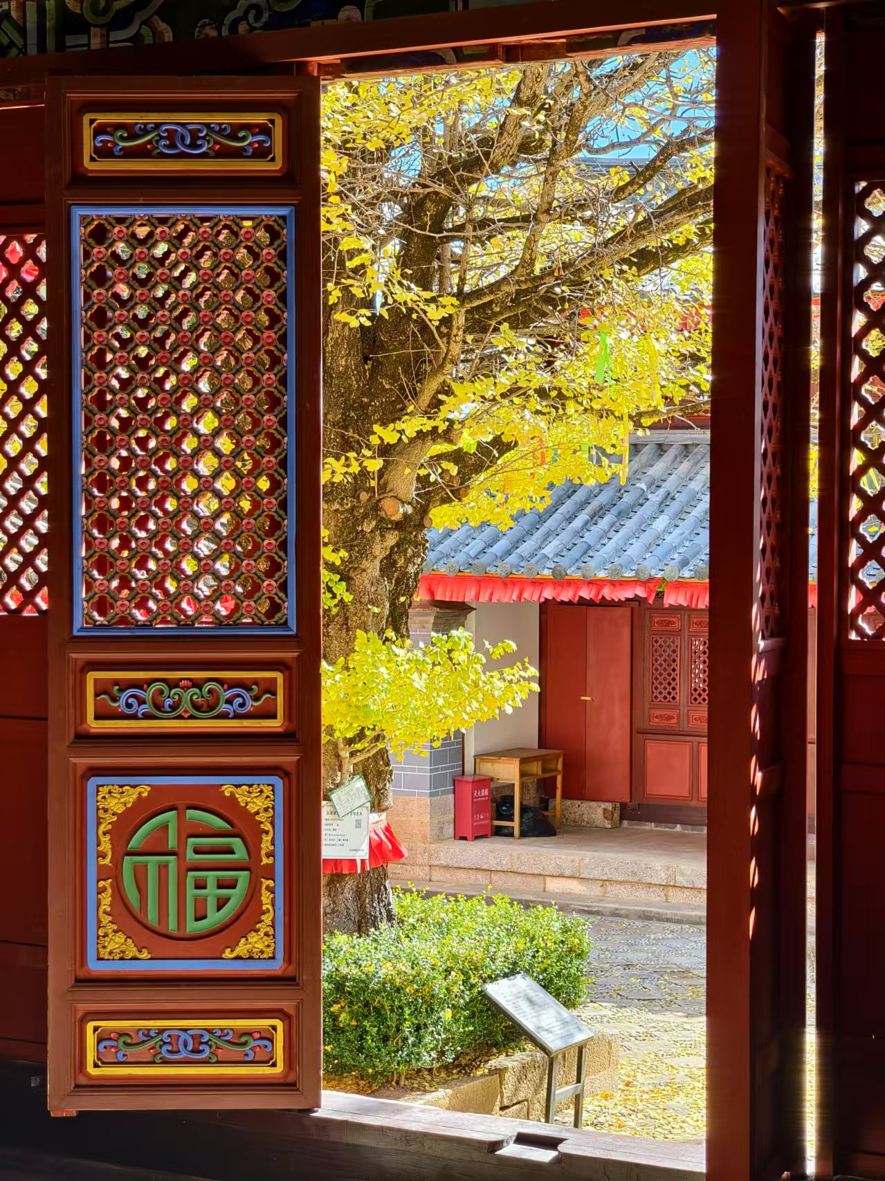 丽江街头银杏黄，冬日里的一抹亮色 美翻了！ (8).jpg