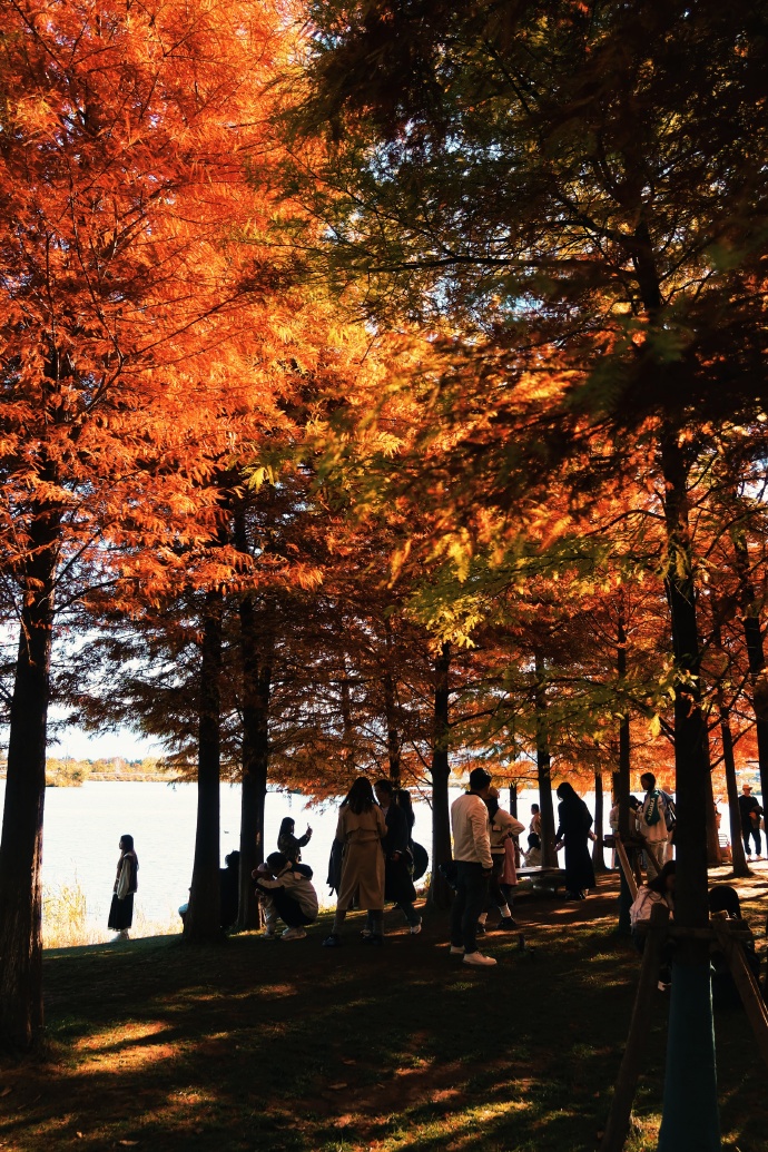 冬天的中济海公园  总会给你一点“颜色”看看 (6).jpg