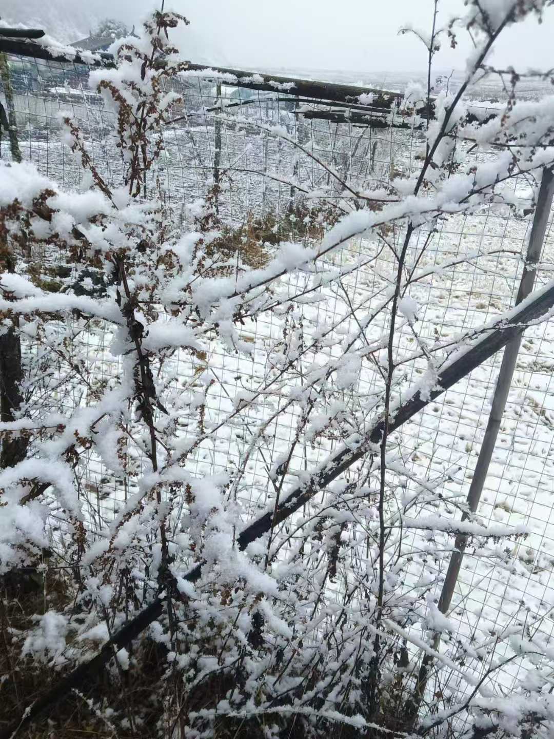 丽江迎来2025年初雪 (2).jpg