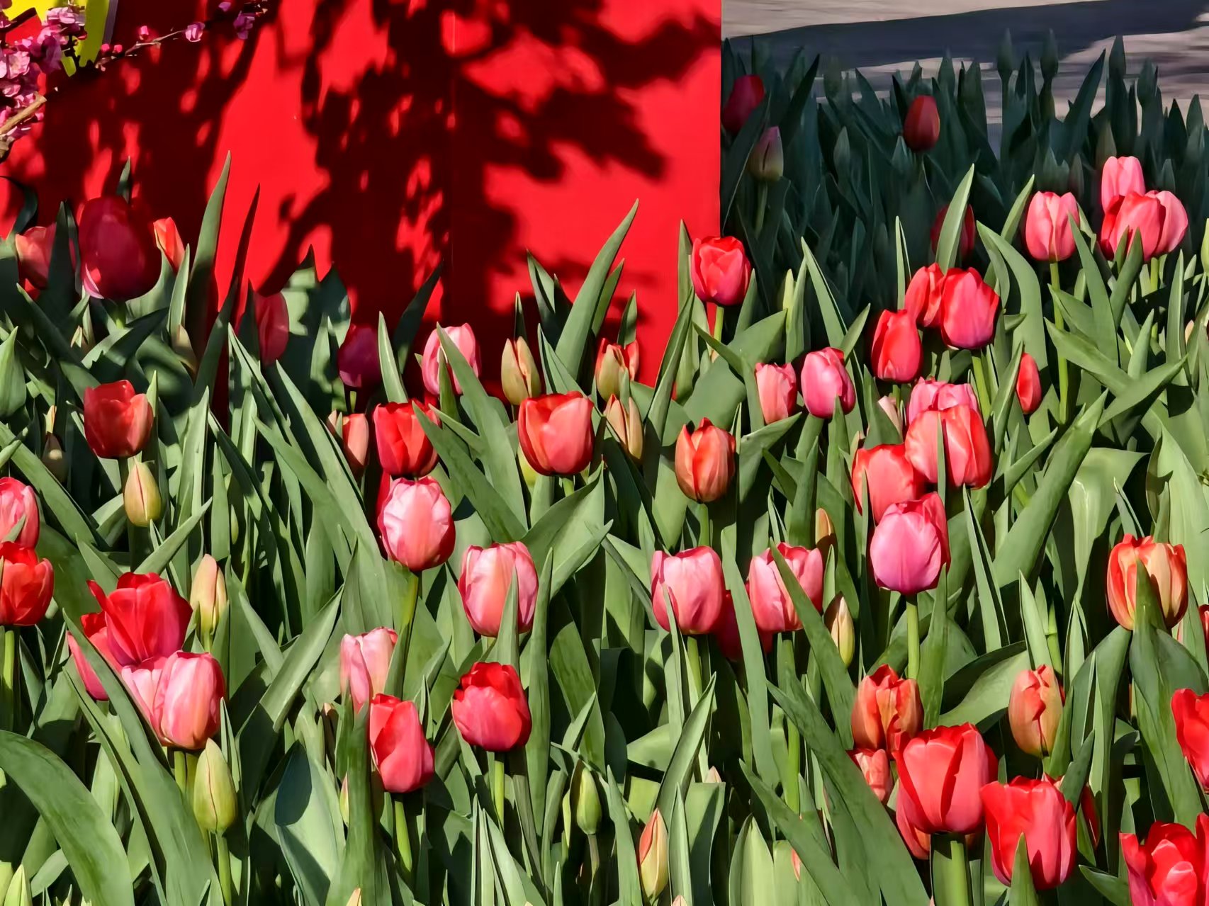 年味渐浓 丽江古城邀你共赴欢乐祥和年 (5).jpg