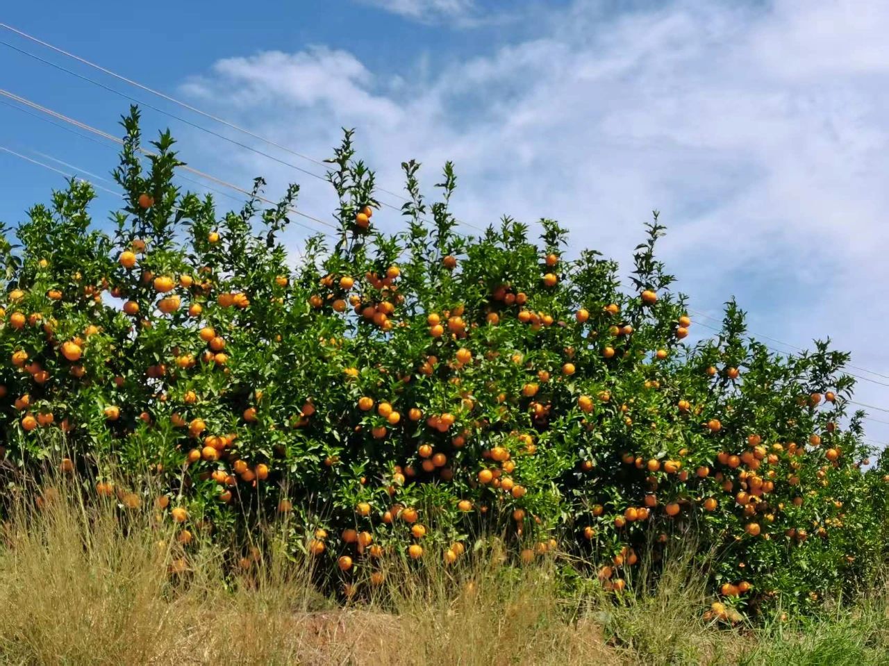 30 万吨沃柑从永胜出发，开启甜蜜全国行1.jpg