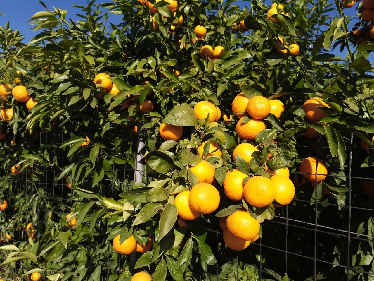 30 万吨沃柑从永胜出发，开启甜蜜全国行2.jpg