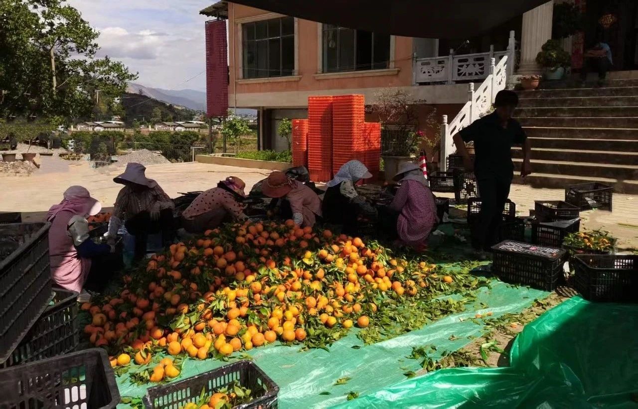 30 万吨沃柑从永胜出发，开启甜蜜全国行3.jpg