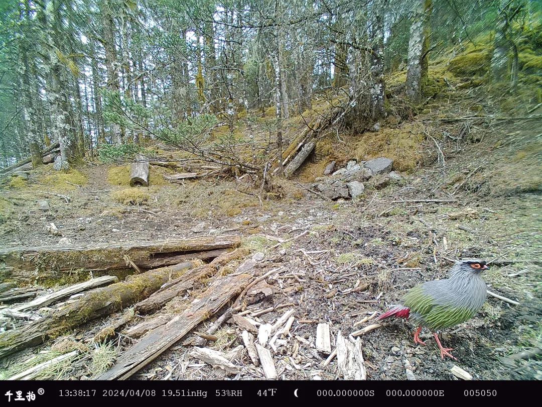 玉龙雪山成珍稀动物们的 “打卡地”，原因竟然是……2.jpg