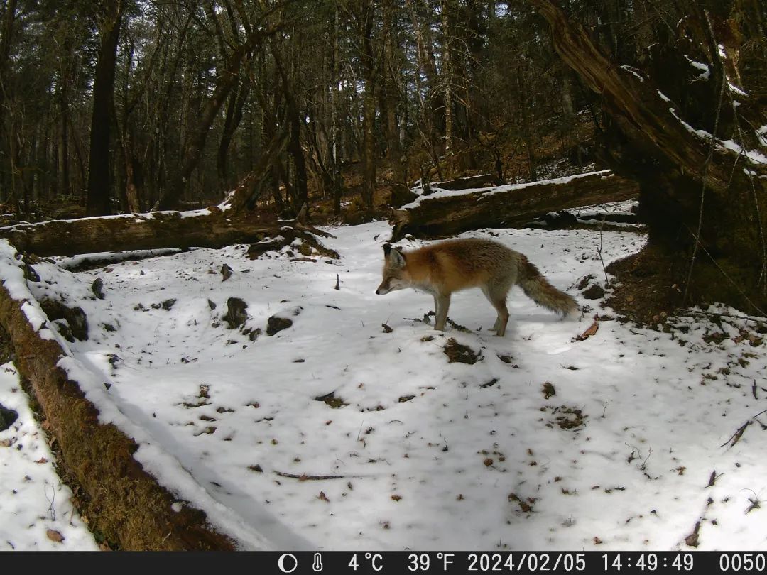 玉龙雪山成珍稀动物们的 “打卡地”，原因竟然是……3.jpg