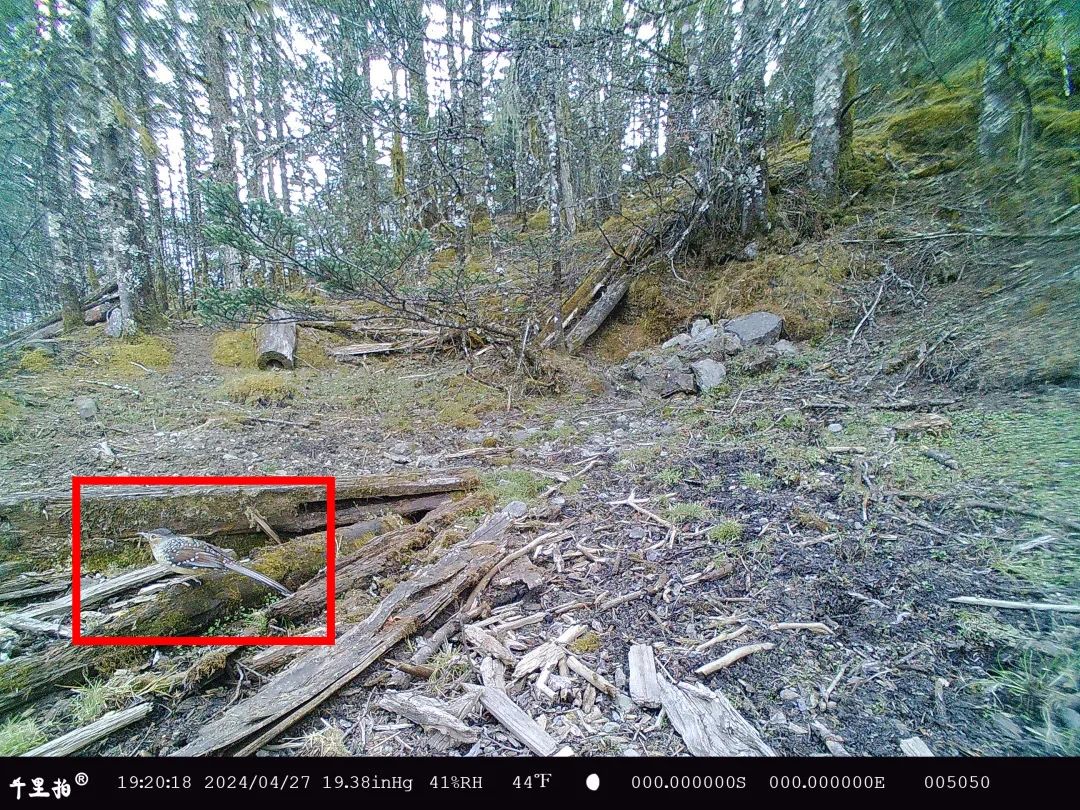 玉龙雪山成珍稀动物们的 “打卡地”，原因竟然是……4.jpg