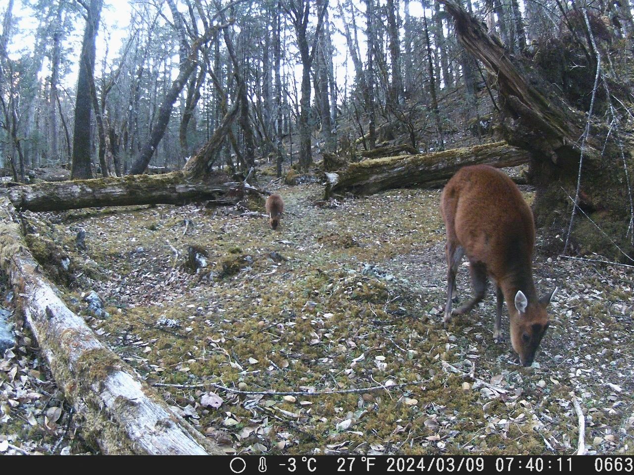 玉龙雪山成珍稀动物们的 “打卡地”，原因竟然是……5.jpg
