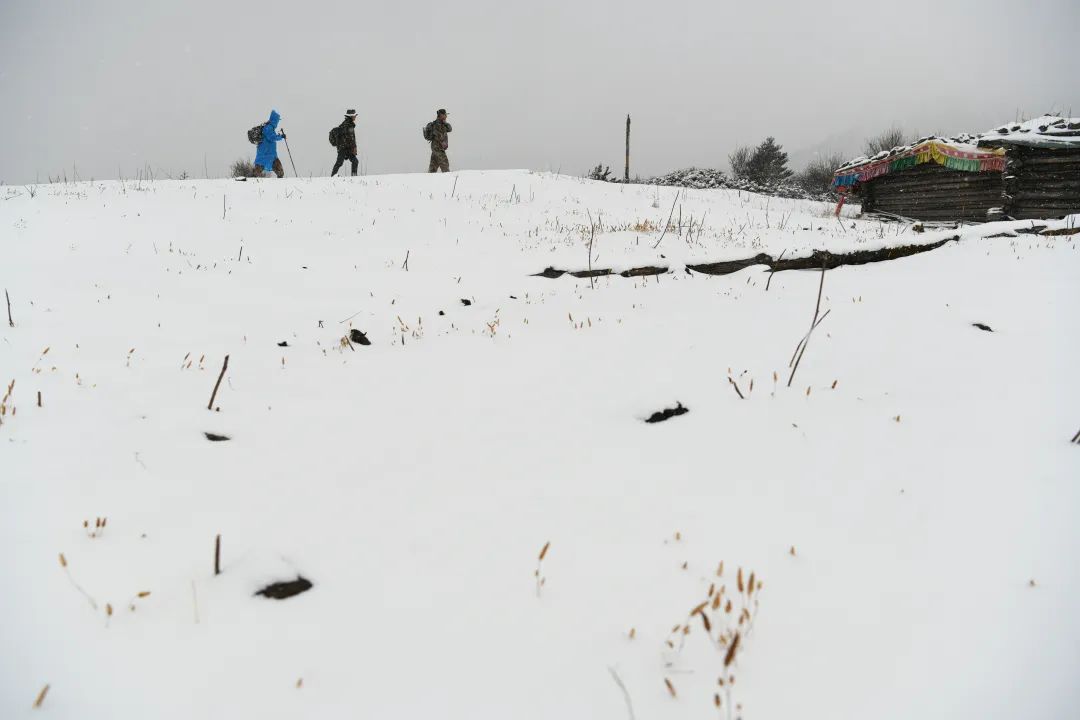 玉龙雪山成珍稀动物们的 “打卡地”，原因竟然是……6.jpg