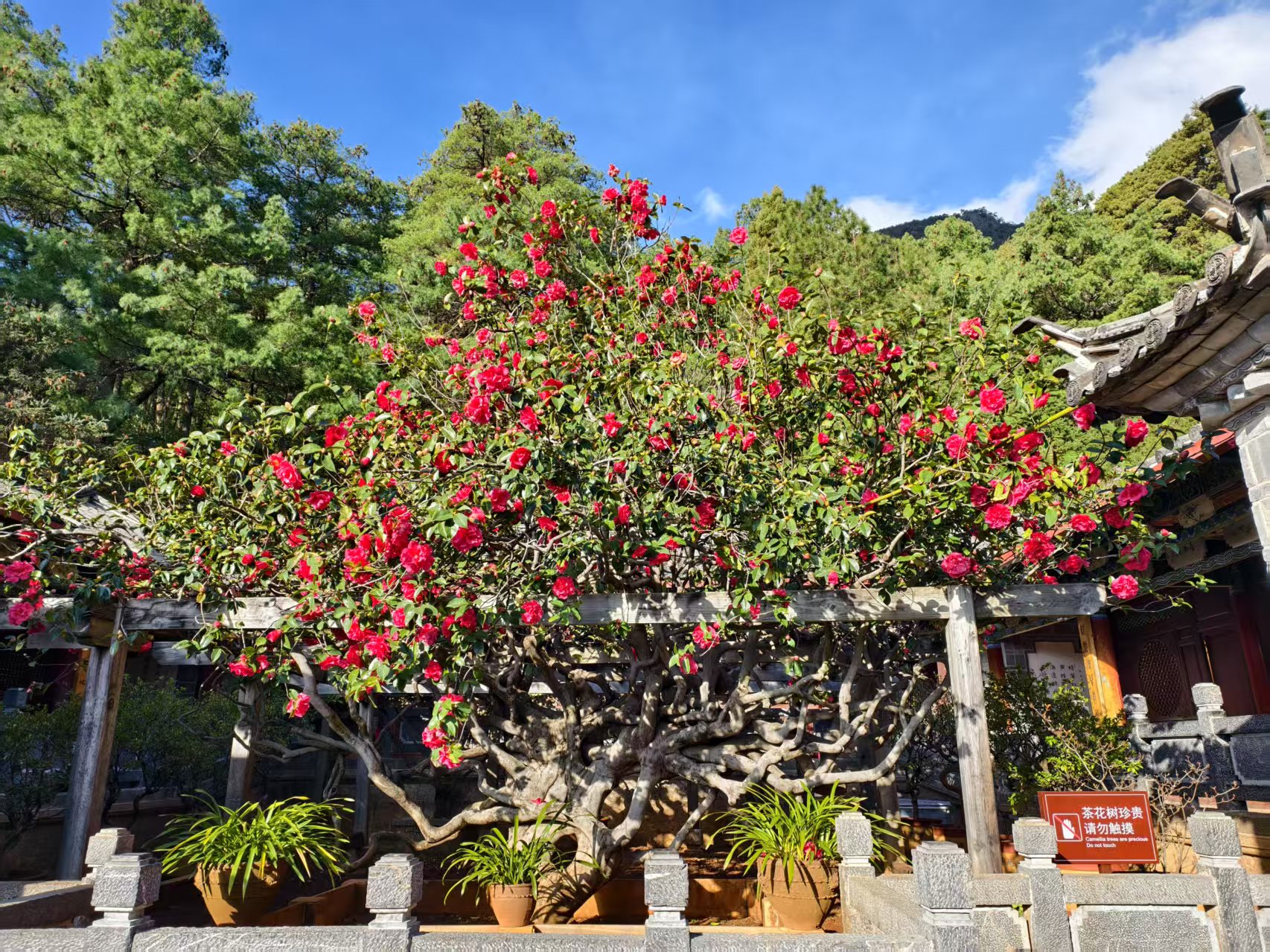 万朵山茶映古刹 玉峰寺内春色灼灼1.jpg