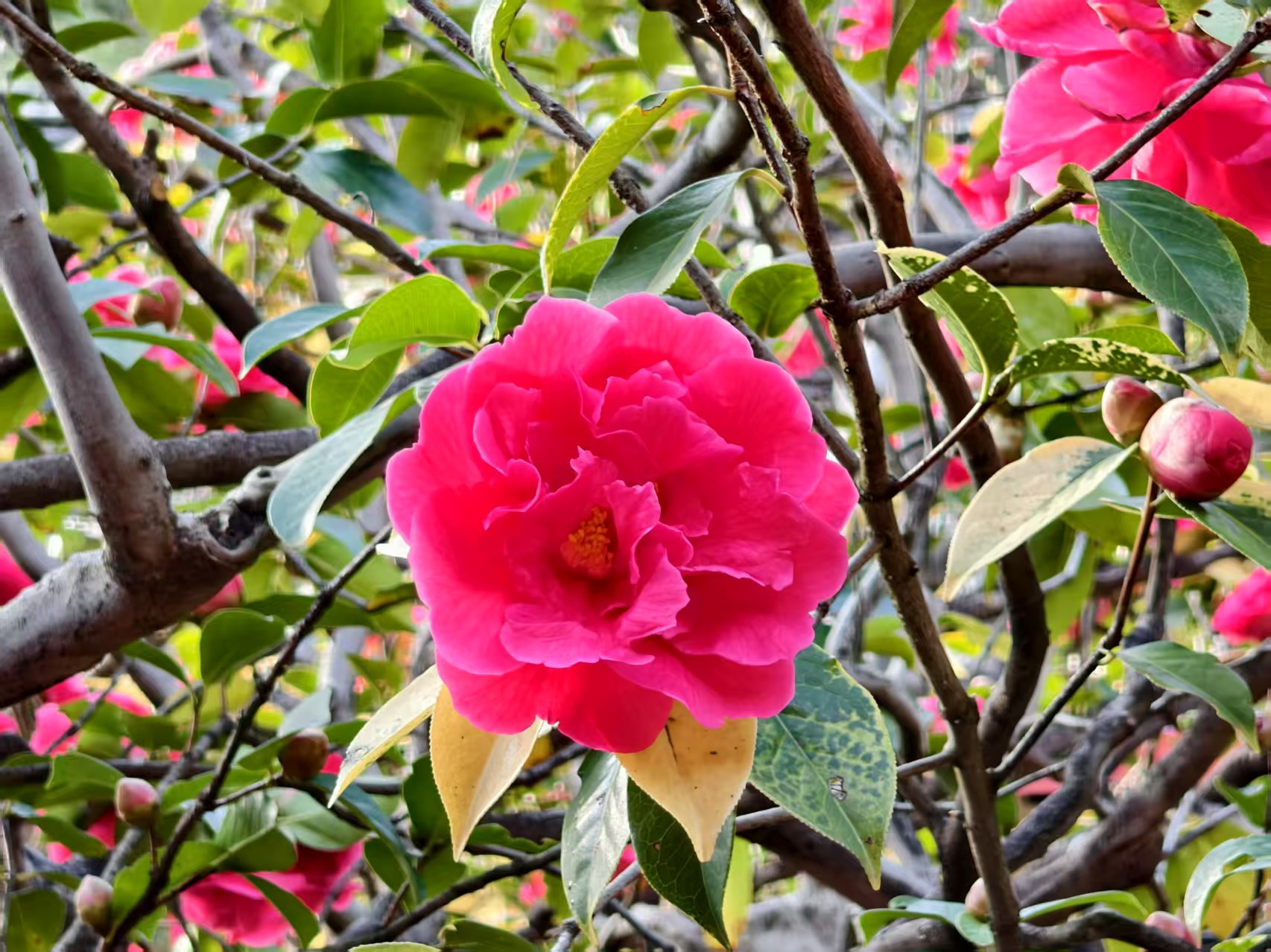 万朵山茶映古刹 玉峰寺内春色灼灼2.jpg