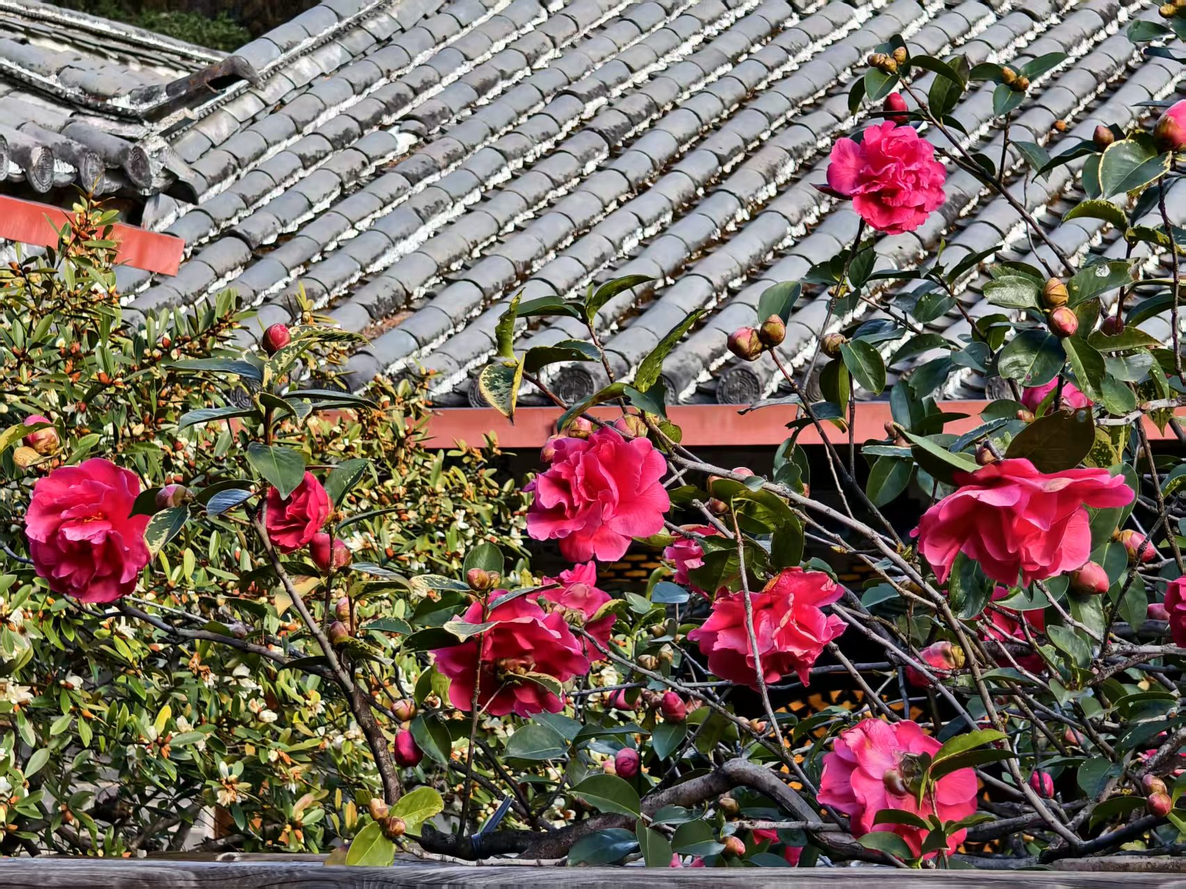 万朵山茶映古刹 玉峰寺内春色灼灼3.jpg