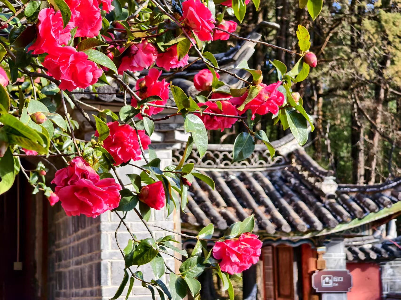 万朵山茶映古刹 玉峰寺内春色灼灼4.jpg