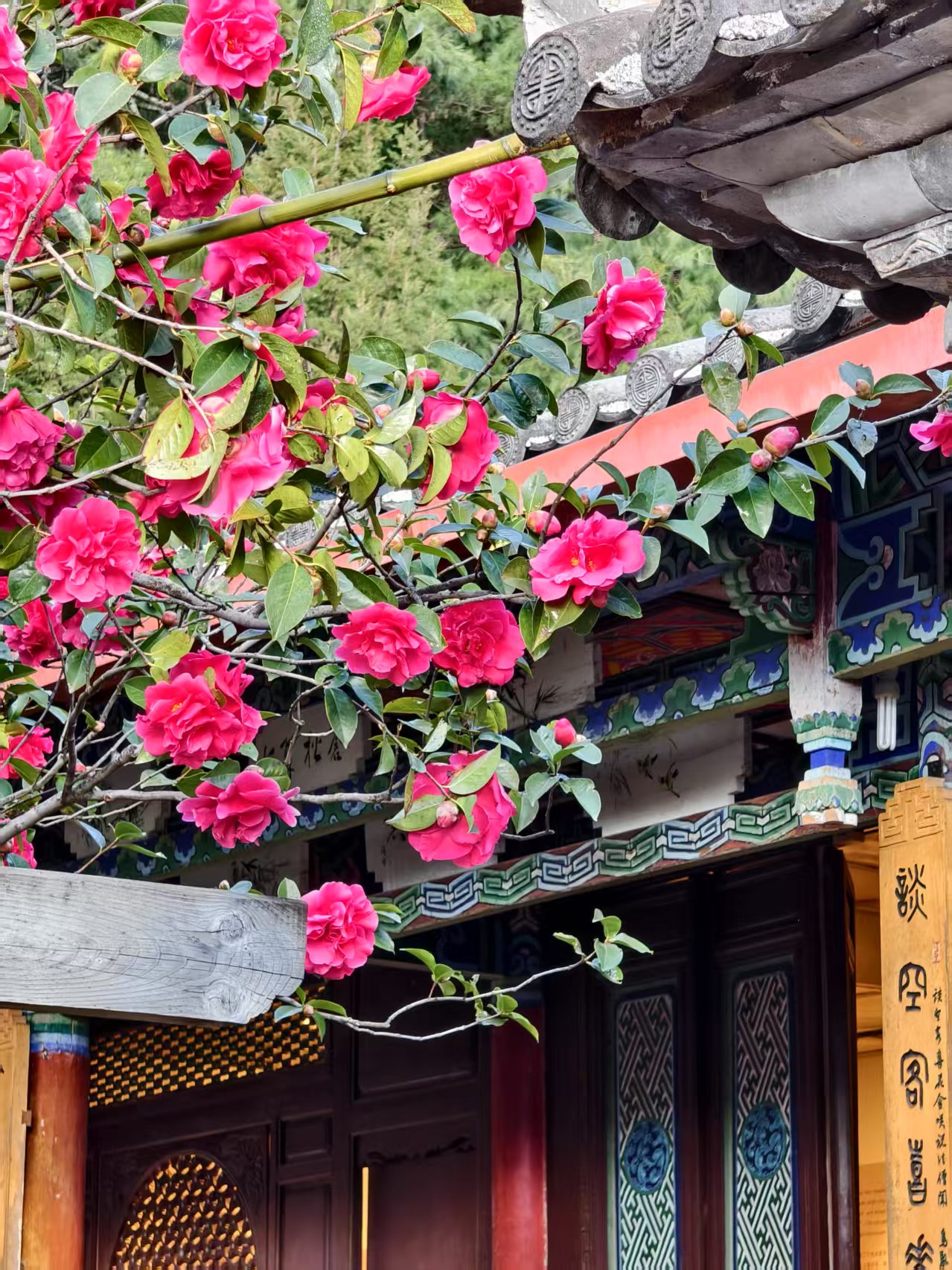 万朵山茶映古刹 玉峰寺内春色灼灼5.jpg