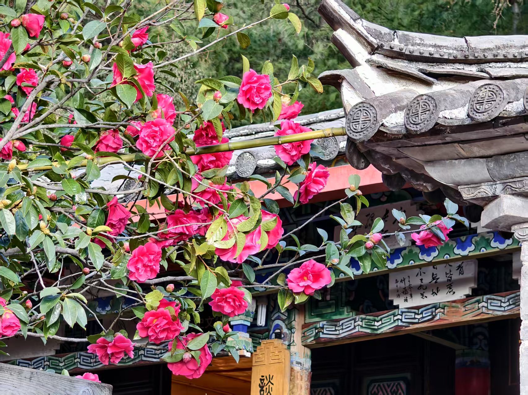 丽江的春天从来不是季节 而是一场值得奔赴的相遇 (1).jpg