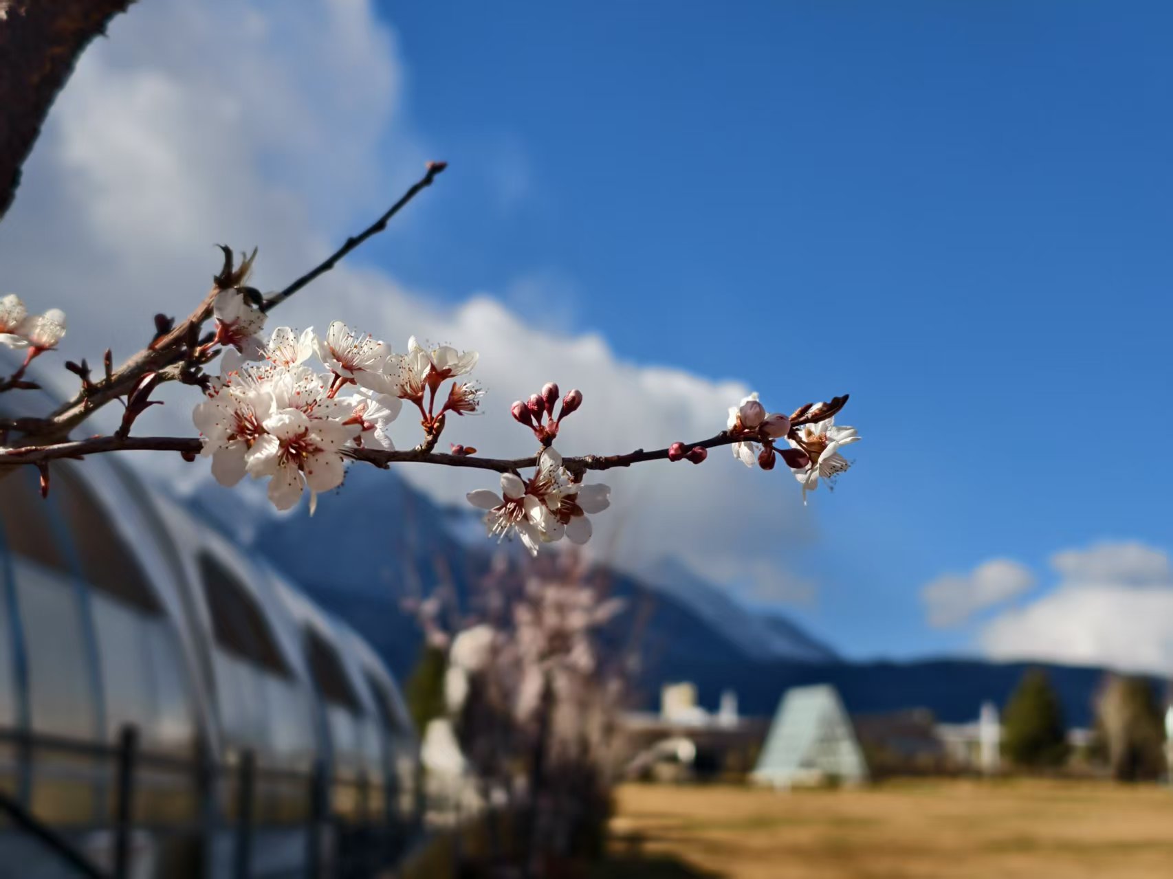 丽江的春天从来不是季节 而是一场值得奔赴的相遇 (7).jpg