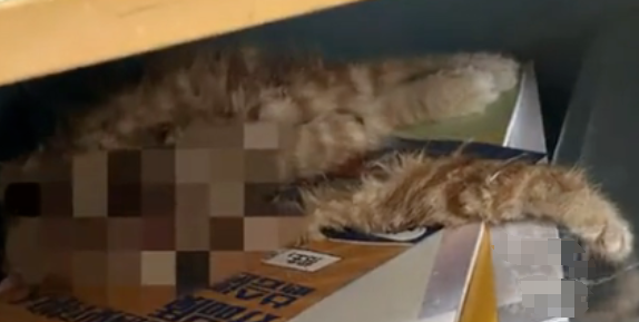 高校课桌内发现猫咪尸体！调查结果公布1.png