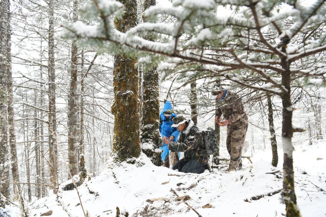 玉龙雪山生物多样性保护成效显著！这些珍稀动物在丽江安家啦 (1).jpg