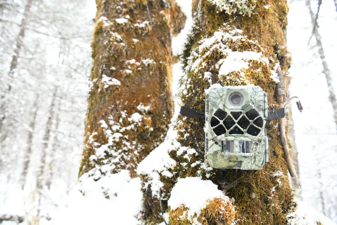 玉龙雪山生物多样性保护成效显著！这些珍稀动物在丽江安家啦 (2).jpg