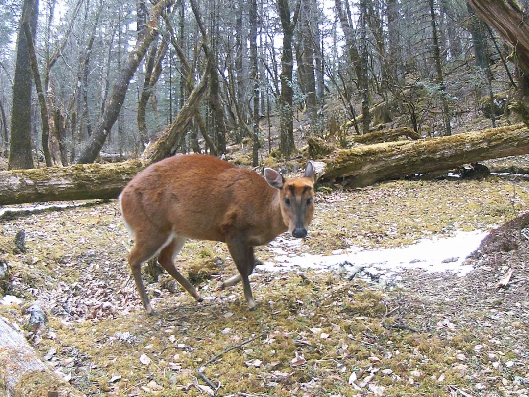玉龙雪山生物多样性保护成效显著！这些珍稀动物在丽江安家啦 (4).jpg