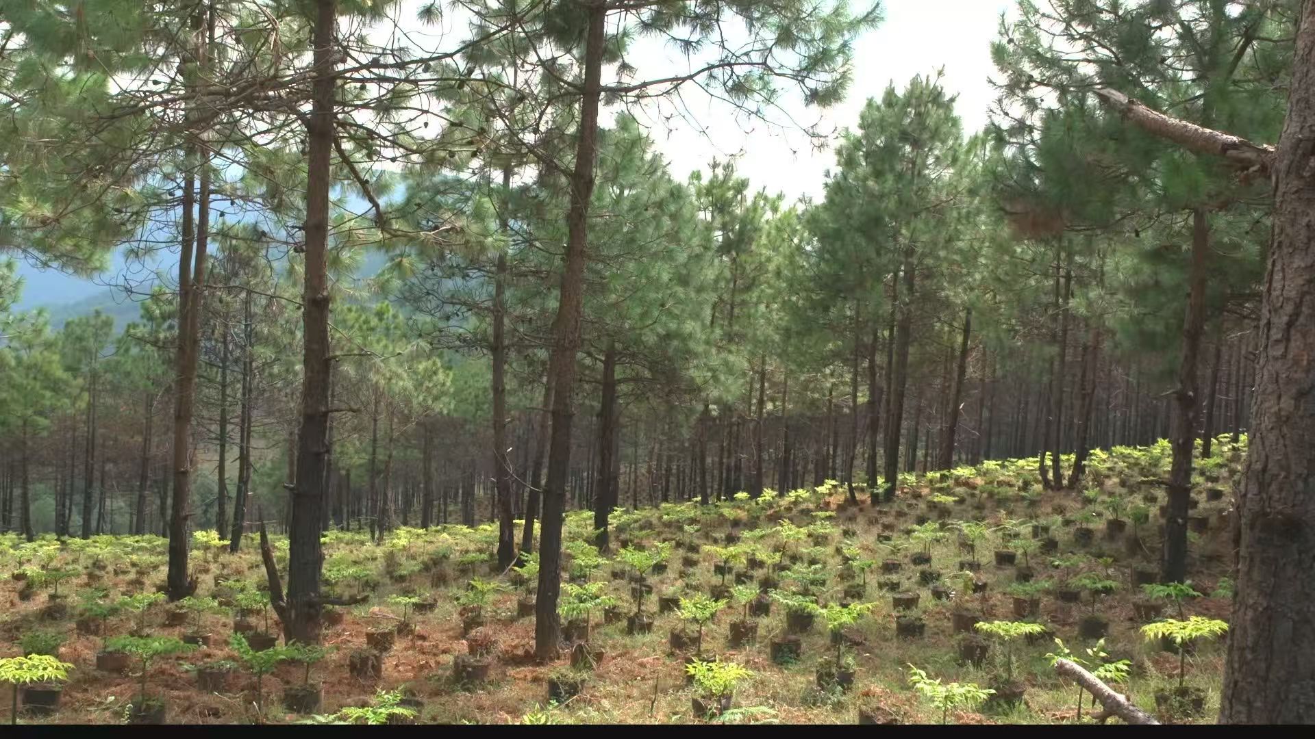 乡村振兴  新增产值1.3亿元！丽江宁蒗林下经济产业数量和效益实现双增长1.jpg