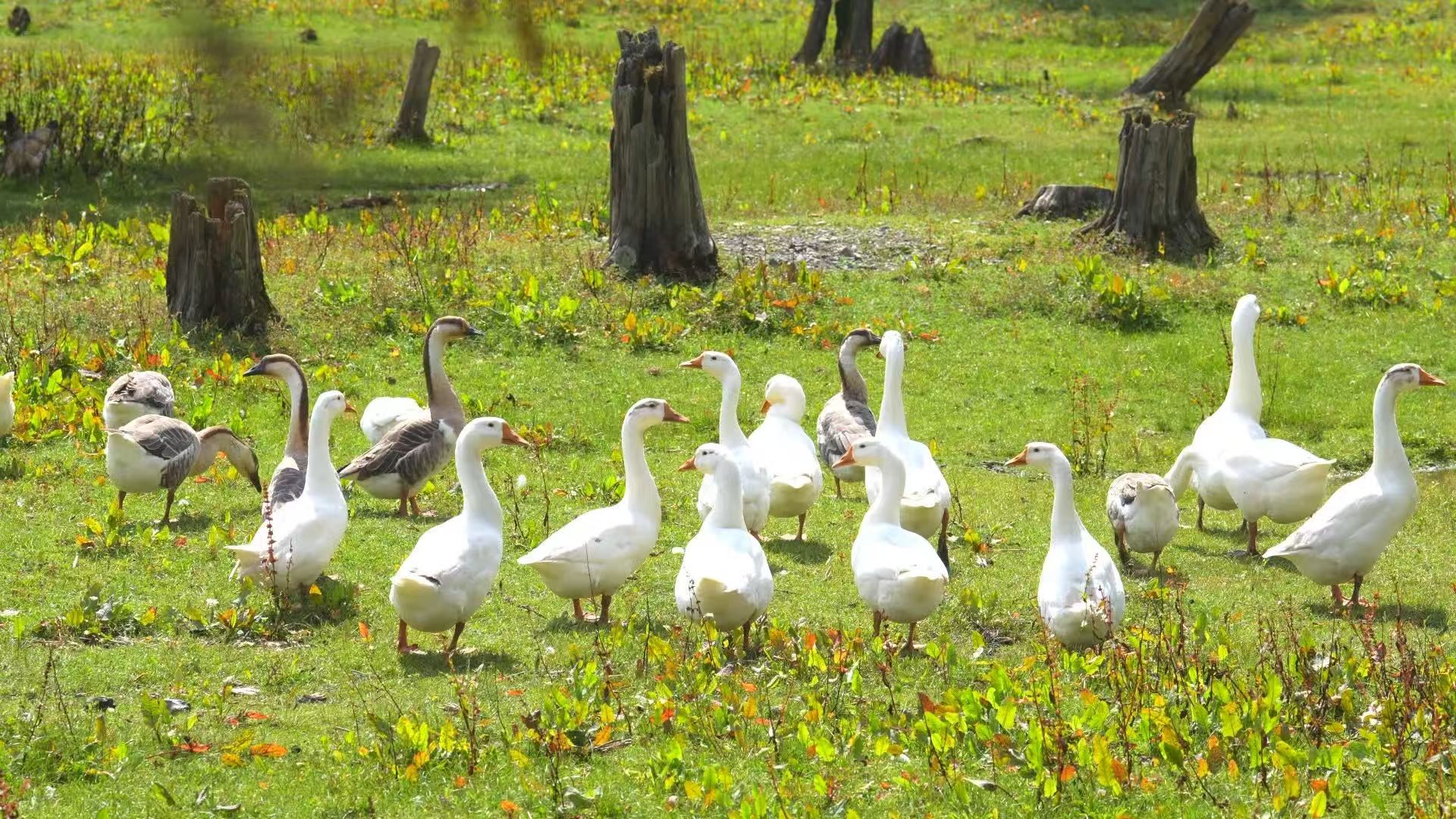 乡村振兴  新增产值1.3亿元！丽江宁蒗林下经济产业数量和效益实现双增长2.jpg