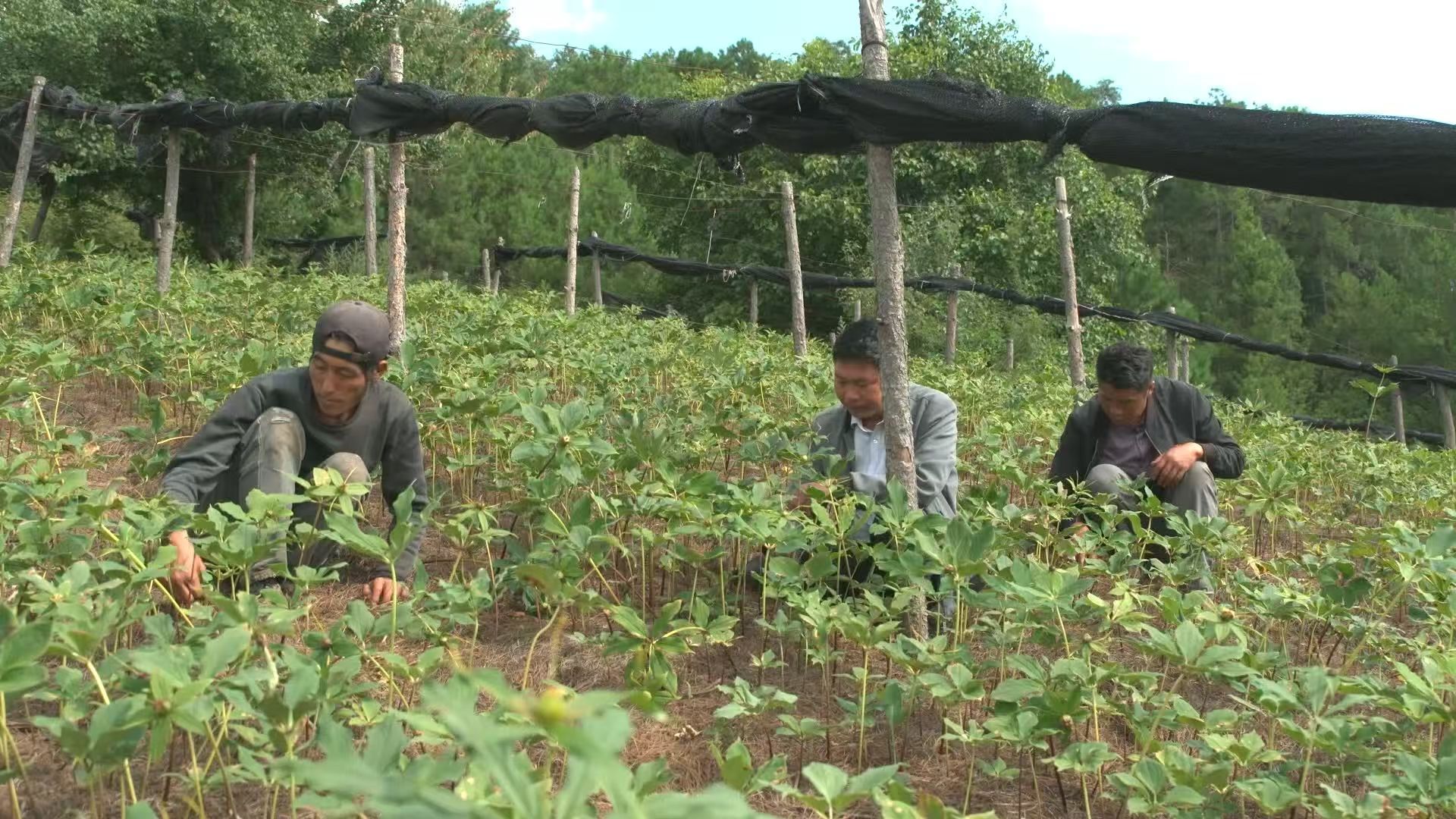 乡村振兴  新增产值1.3亿元！丽江宁蒗林下经济产业数量和效益实现双增长5.jpg
