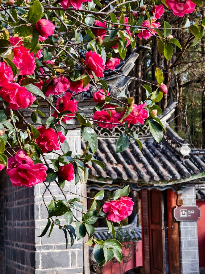 从互帮互助到 “甜蜜负担”，丽江“化賩”经历了什么？2.jpg