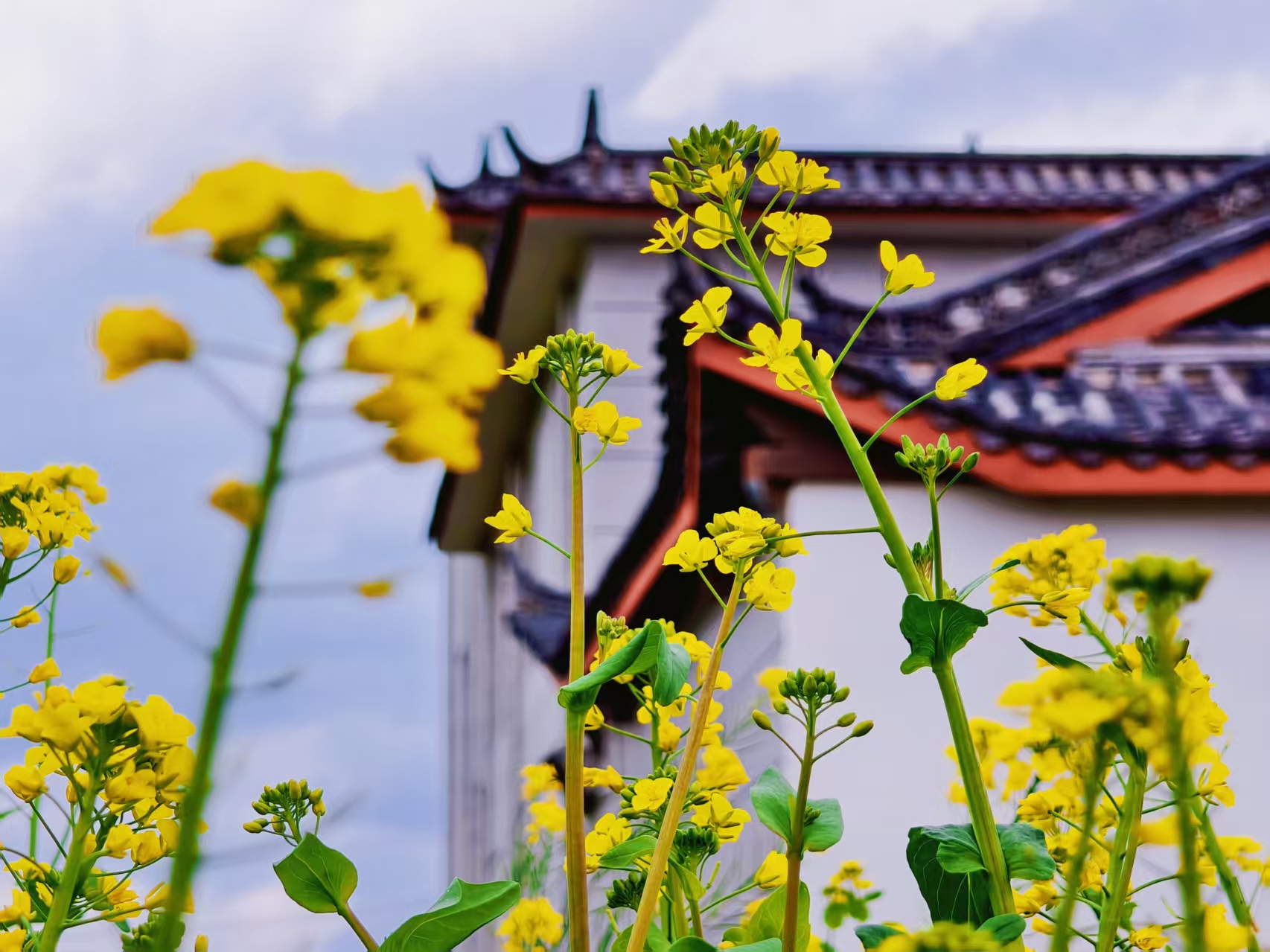春满丽江 西山游路油菜花竞相绽放 (1).jpg