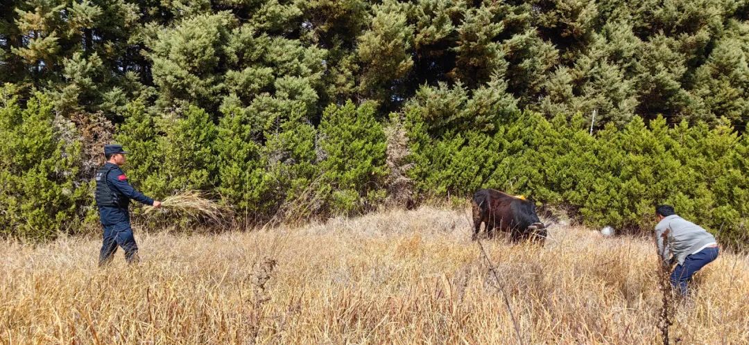 惊！大黑牛 “离家出走”，喜！警民携手寻回 (2).jpg