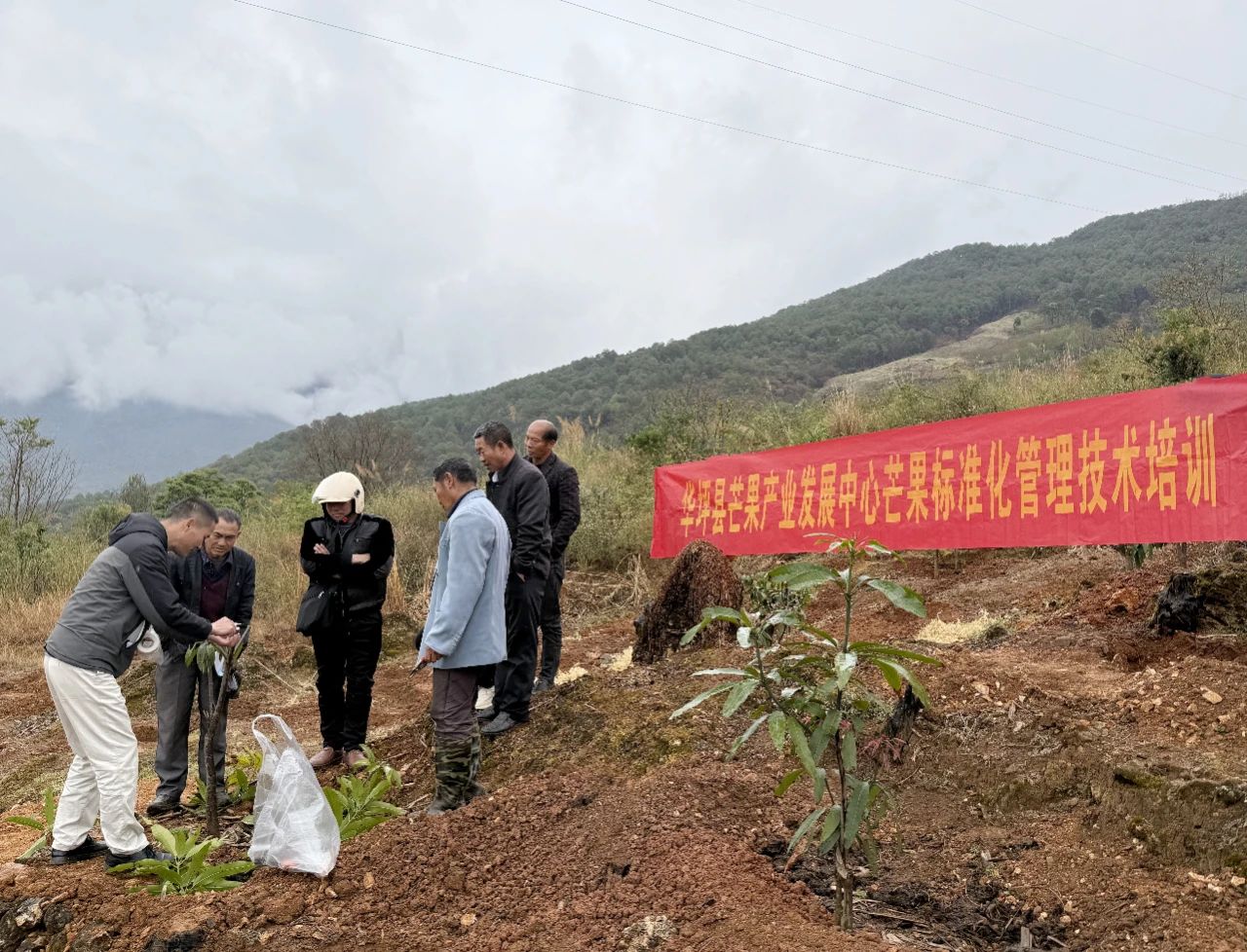 华坪县“田间课堂”开讲，乡土专家助力芒果产业升级2.jpg