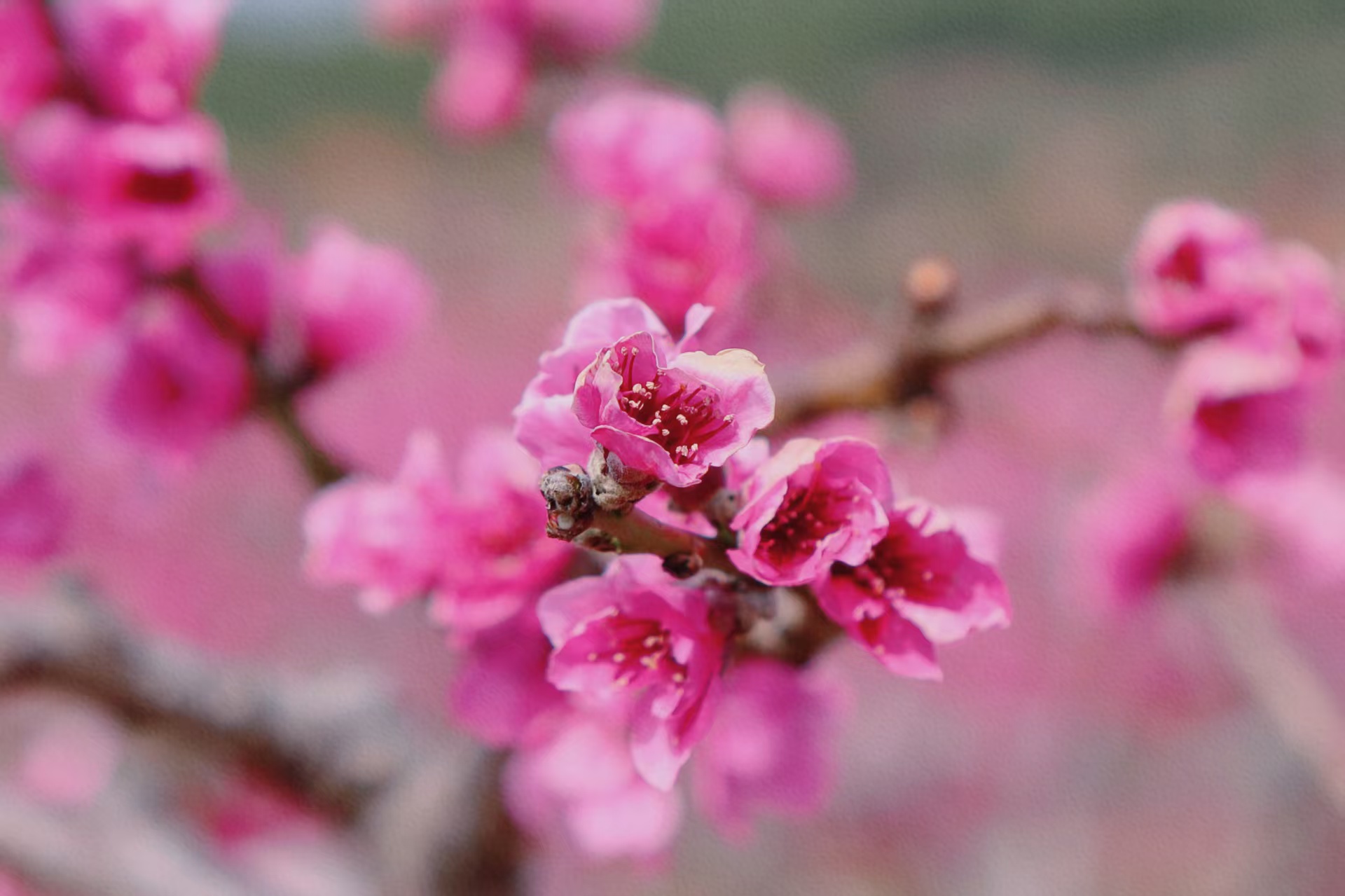 拉市海桃花艺术节将至，十二花神招募开启 共赴浪漫花事 (5).jpg