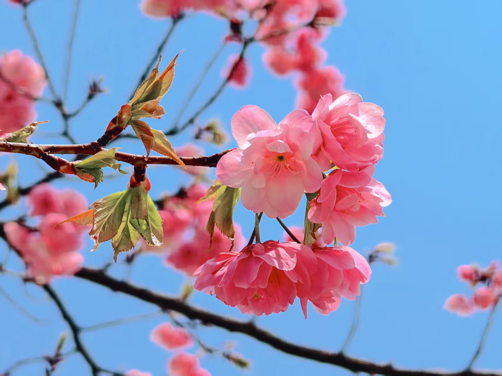 丽江樱花大道 春日限定浪漫已加载完毕！ (5).jpg